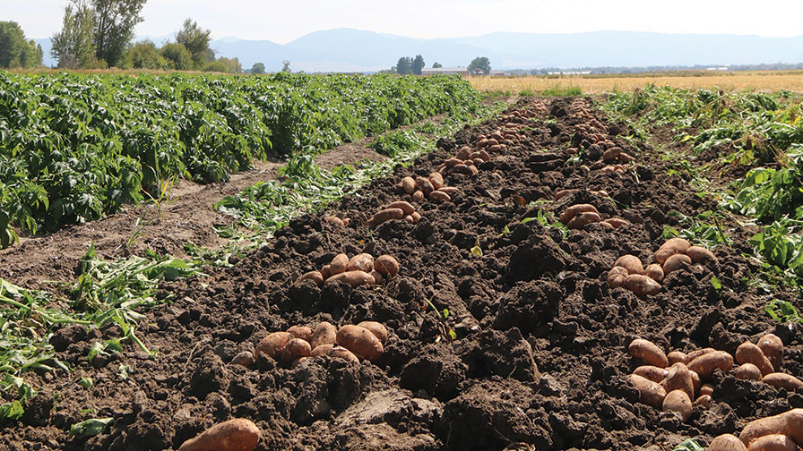 What are the Elements of a Good Seed Potato Program?