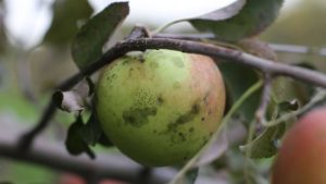 It’s Never Too Early to Prevent Apple Summer Diseases and Rots