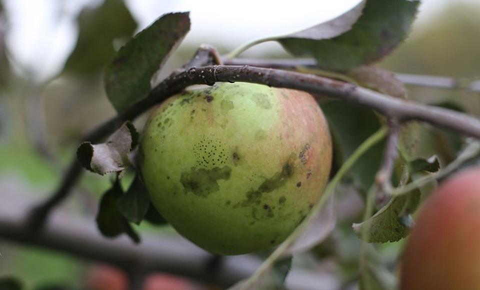 It’s Never Too Early to Prevent Apple Summer Diseases and Rots