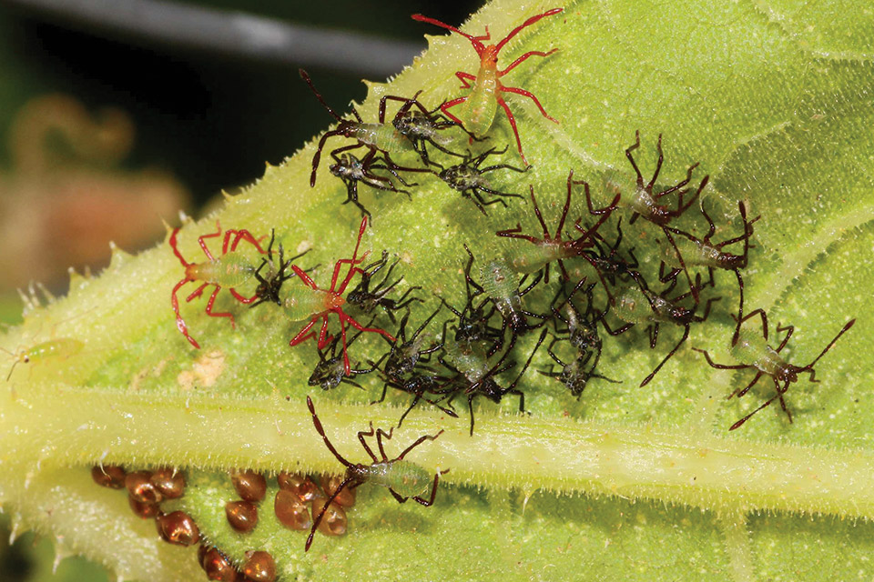 Squash-bug-nymphs-