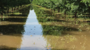 It’s Easy to Overlook Soil Crusting in Your Almond Orchard
