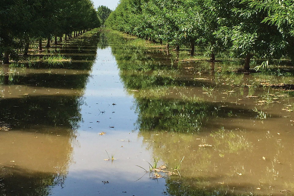 It’s Easy to Overlook Soil Crusting in Your Almond Orchard