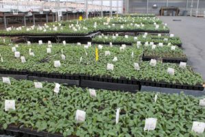 Terra Nova Nurseries