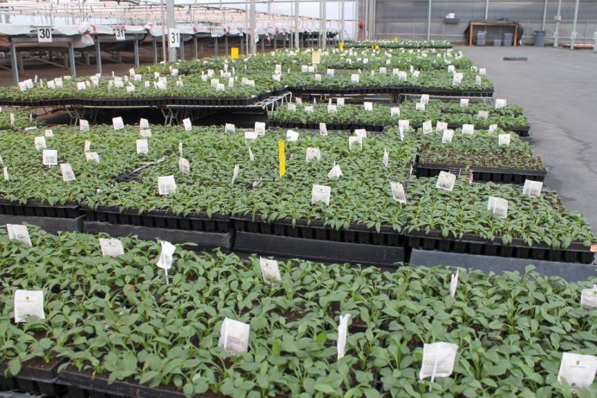 Terra Nova Nurseries