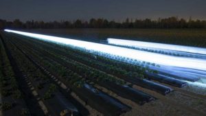 UV Light Treatment Could Put Plant Pathogens in the Dark