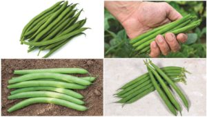 8 Bean Varieties Perfect for Your Crop Mix