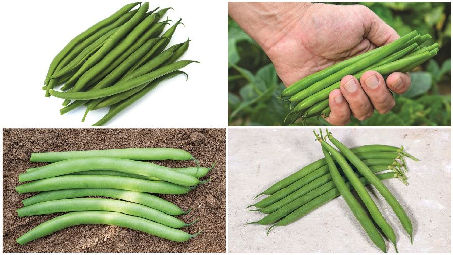 8 Bean Varieties Perfect for Your Crop Mix