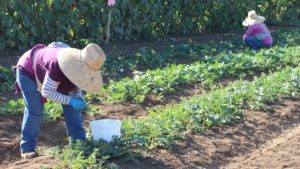 Reporter Helps Public Understand the Farm Labor Shortage