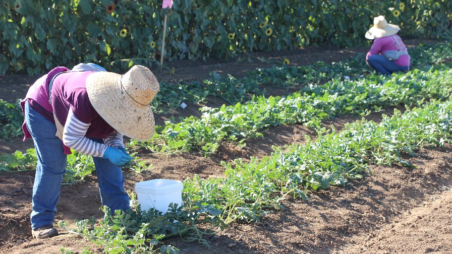Western Growers Calls Out CA Governor for ‘Economically Stupid Mandate’