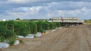 No Easy Task in Tracing Florida Tomato Trade Troubles