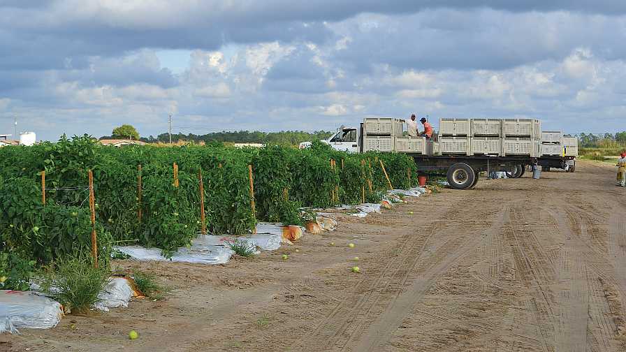 Ag Groups Cheer Latest Decision on Adverse Effect Wage Rate Rule