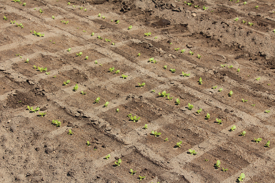 Biocontrol Company Raises $116 Million to Build Global Presence