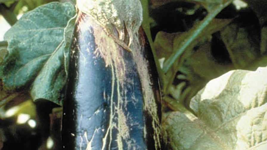 Protect Vegetable Crop Vitality From Melon Thrips Menace