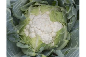 Melrose RZ (Rijk Zwaan, Gowan Seed Company)