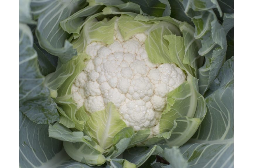 Melrose RZ (Rijk Zwaan, Gowan Seed Company)