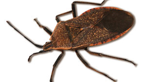 Field Scouting Guide: Squash Bug