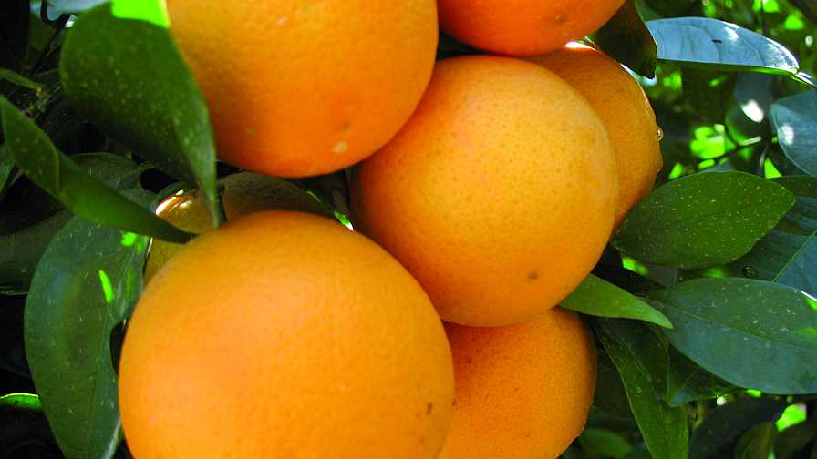 Mission Is on to Mine Blood Orange-Like Variety in Florida