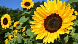 Can Sunflower Extract Help Shield Blueberries from Rot? Study Says …