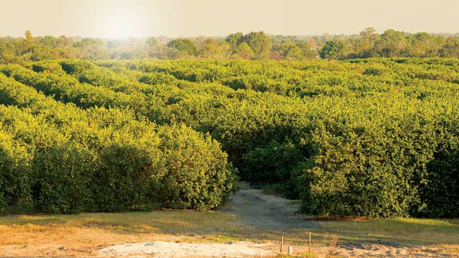 Let’s Look On The Bright Side Of Citrus