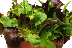 SimplySalad City Garden Mixture from PanAmerican Seed