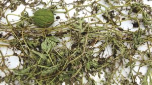 Field Scouting Guide: Gummy Stem Blight
