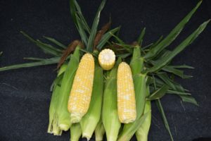 Anthem XR II from Seminis Vegetable Seeds