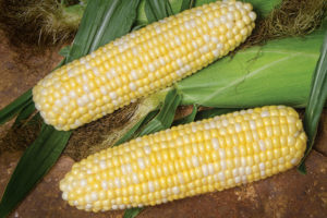 BSS1075 from Syngenta