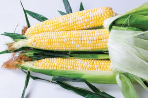 Everglades from Crookham Company and Clifton Seed Company