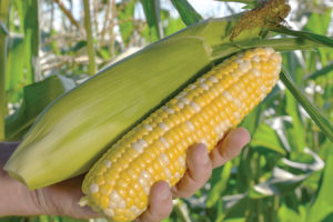 Flagler from HM.Clause and Stokes Seeds, Inc.