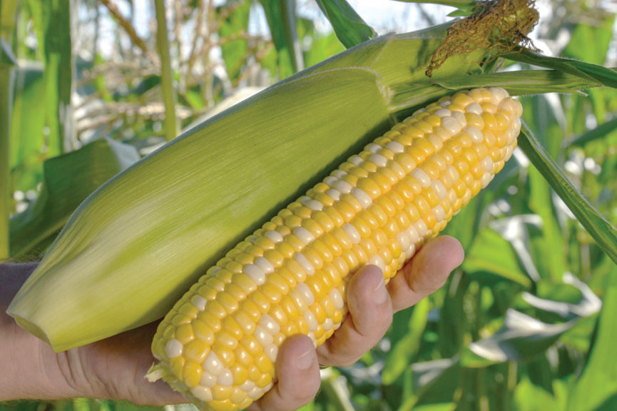 Flagler from HM.Clause and Stokes Seeds, Inc.