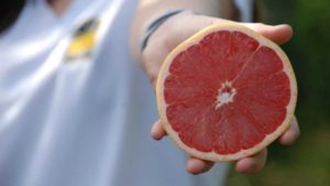 IMG Citrus Makes Another Move To Gain More Market Growth
