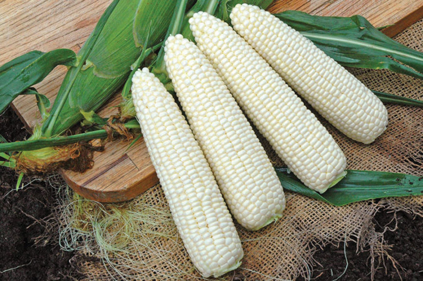 Freedom MXR from Illinois Foundation Seeds, Inc. and Stokes Seeds, Inc.