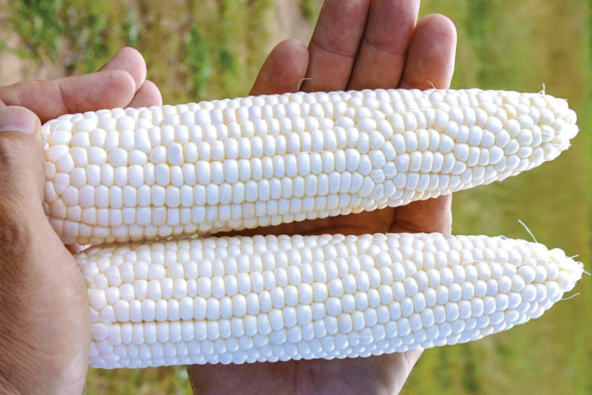 Glacial from Abbott & Cobb c/o Syngenta Seeds LLC