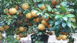 Why Growing Grapefruit Under Cover is Gaining Appeal