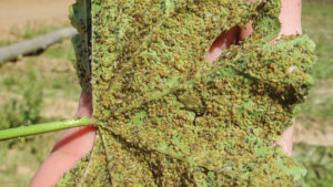 Weeds Shelter Vegetable Insect Pests