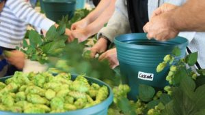 Craft Beer Brewers Finding Sweet Success With Florida Hops