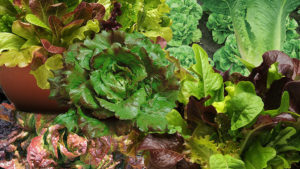 12 Top Lettuce Varieties for 2019