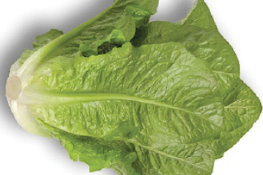 Patrona from Rijk Zwaan and Stokes Seeds, Inc.