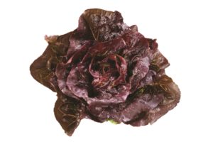Pomegranate Crunch from Vitalis Organic Seeds and Harris Seeds Organic