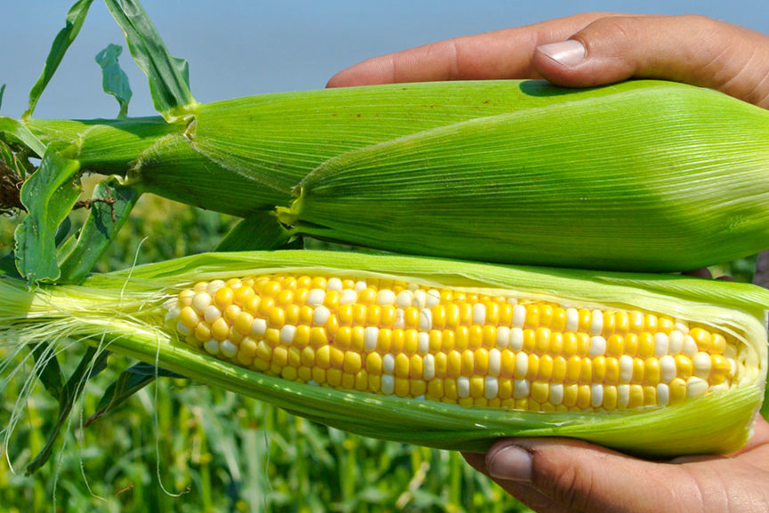 SS Packout from Abbott & Cobb c/o Syngenta Seeds LLC