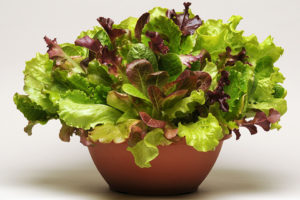 SimplySalad Summer Picnic Mixture from PanAmerican Seed