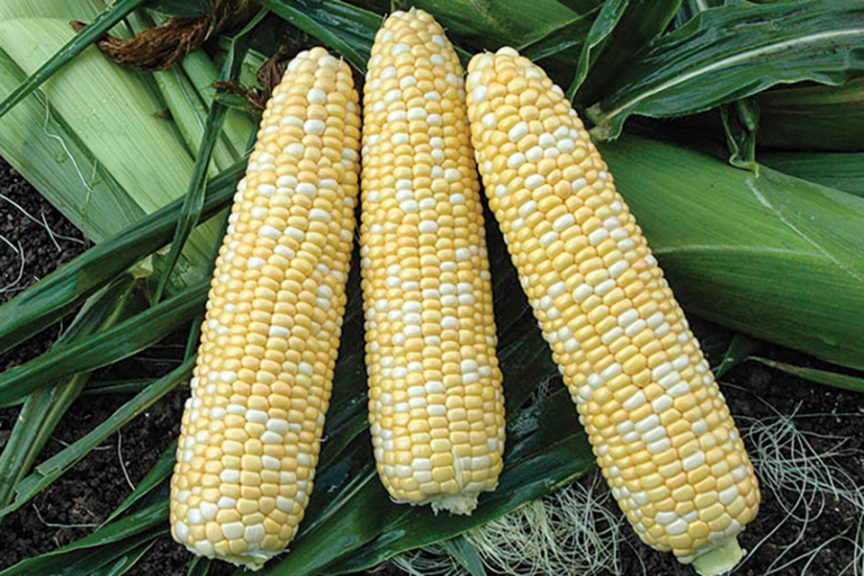 Super Surprise from Illinois Foundation Seeds, Inc. and Rispens Seeds, Inc.