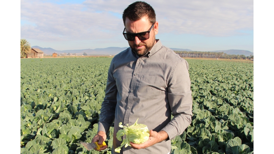 Leafy Greens Have a Bright Future