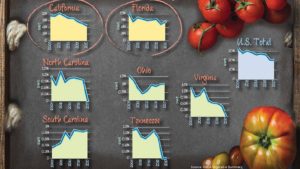 U.S. Fresh Market Tomato Production Levels Are Falling [Infographic]