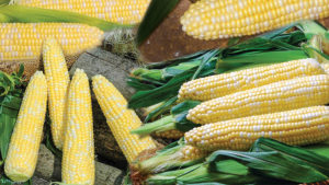 19 Great Sweet Corn Varieties to Grow