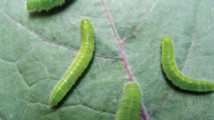 Collar Cabbageworms Before They Cause Chaos in Your Crops