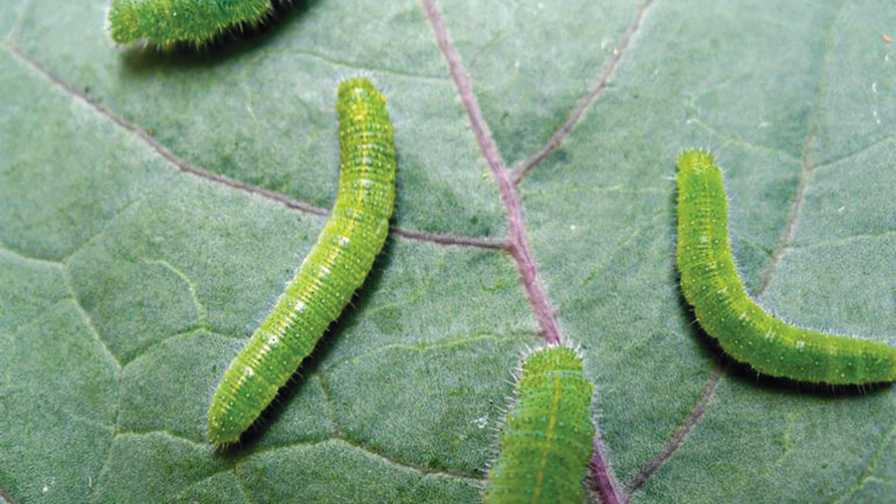 Collar Cabbageworms Before They Cause Chaos in Your Crops