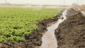 Filter Irrigation Runoff to Protect Water Quality