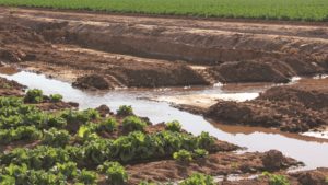 Tips for Growers to Reduce How Much Pesticide Enters the Environment