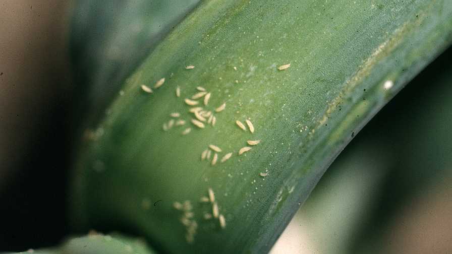 ADAMA Launches New Tool To Better Control Sucking Pests of Fruit and Vegetable Crops